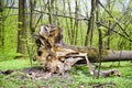 Fallen tree in forest with roots in the foreground Royalty Free Stock Photo