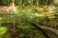 Fallen tree still growing through little pond Royalty Free Stock Photo