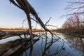 Fallen tree on a still lake Royalty Free Stock Photo