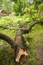 Fallen Tree After Storm