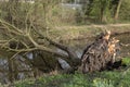 Fallen Tree During The Storm At Amsterdam The Netherlands 11-13-2021