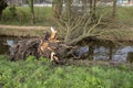 Fallen Tree During The Storm At Amsterdam The Netherlands 11-13-2021