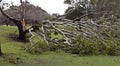 Fallen Tree, Storm Damage Royalty Free Stock Photo