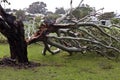 Fallen Tree, Storm Damage Royalty Free Stock Photo
