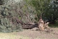 Fallen tree after storm. Storm damaged tree uprooted and broken from high winds Royalty Free Stock Photo