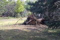 Fallen tree after storm. Storm damaged tree uprooted and broken from high winds Royalty Free Stock Photo