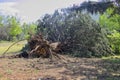 Fallen tree after storm. Storm damaged tree uprooted and broken from high winds Royalty Free Stock Photo