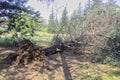 Fallen tree after storm. Storm damaged tree uprooted and broken from high winds Royalty Free Stock Photo