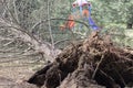 Fallen tree after storm. Storm damaged tree uprooted and broken from high winds Royalty Free Stock Photo