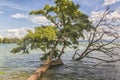 Fallen tree after the storm Royalty Free Stock Photo