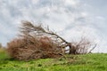 A fallen tree storm Royalty Free Stock Photo