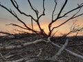 Fallen tree after storm in sunset