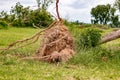 fallen tree  after storm ,  uprooted tree Royalty Free Stock Photo