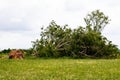 fallen tree  after storm ,  uprooted tree Royalty Free Stock Photo