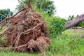 fallen tree  after storm ,  uprooted tree Royalty Free Stock Photo