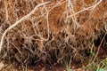 Fallen tree after storm , uprooted tree Royalty Free Stock Photo