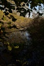 Fallen tree in a stream of water in a peat bog in autumn Royalty Free Stock Photo