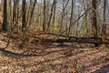 Fallen tree stump blocking the pathway in autumn. Broken tree in the autumn forest.