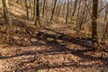 Fallen tree stump blocking the pathway in autumn. Broken tree in the autumn forest.