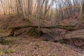 Fallen tree stump blocking the pathway in autumn. Broken tree in the autumn forest.