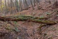 Fallen tree stump blocking the pathway in autumn. Broken tree in the autumn forest.