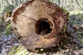 a fallen tree stump with a rotted hole in it Royalty Free Stock Photo