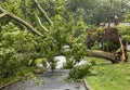 Fallen tree takes wires down with it during storm Royalty Free Stock Photo