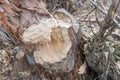 Fallen tree to build a dam. Tree gnawed by beaver with sawdust are all around the tree Royalty Free Stock Photo