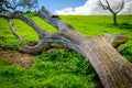 Fallen tree on the top of hill Royalty Free Stock Photo