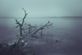 Fallen tree trapped in the ice in frozen lake