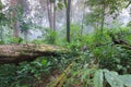 Fallen tree in tropical rainforest plants at mon jong international park Chaingmai Royalty Free Stock Photo