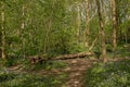 Fallen tree trunk along a path through a lush green spring forest with bluebells in the Flemish countryside Royalty Free Stock Photo