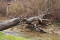 Fallen tree trunk bridging a forest river waterfall