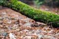 Fallen tree trunk covered with lush green moss