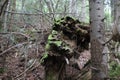 Fallen tree trunk covered with moss in dense forest Royalty Free Stock Photo