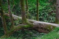 Fallen tree trunk in the forest Royalty Free Stock Photo