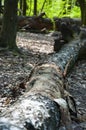 Fallen tree trunk in forest with root. Hiking concept. Nature in wood Royalty Free Stock Photo