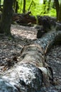 Fallen tree trunk in forest with root. Hiking concept. Nature in wood. Selective focus Royalty Free Stock Photo