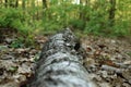 A fallen tree trunk in the forest Royalty Free Stock Photo