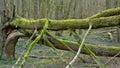 Fallen tree trunk in funny shape with moss on the forest floor