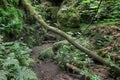 Fallen tree trunk - Gorges on the Kamenice River