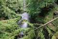 Fallen tree trunk - Gorges on the Kamenice River