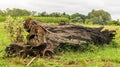 Fallen tree trunk in the grass Royalty Free Stock Photo