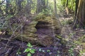 Fallen Tree Trunk With Hollow Center Royalty Free Stock Photo