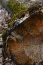 fallen tree trunk insides