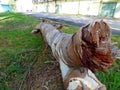 Fallen tree