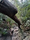 Fallen tree trunk lying on forest hiking path between dense foliage and trees in Malaysia tropical rainforest - Gunung Panti