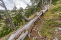 Fallen tree trunk in mountain forest Royalty Free Stock Photo