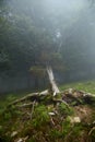 Fallen tree trunk with roots in the foggy forest. Flora of the Pyrenees. La Rhune mountain Royalty Free Stock Photo