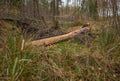 Fallen tree trunk surrounded by lush grass and forest floor debris in a tranquil woodland setting during autumn Royalty Free Stock Photo